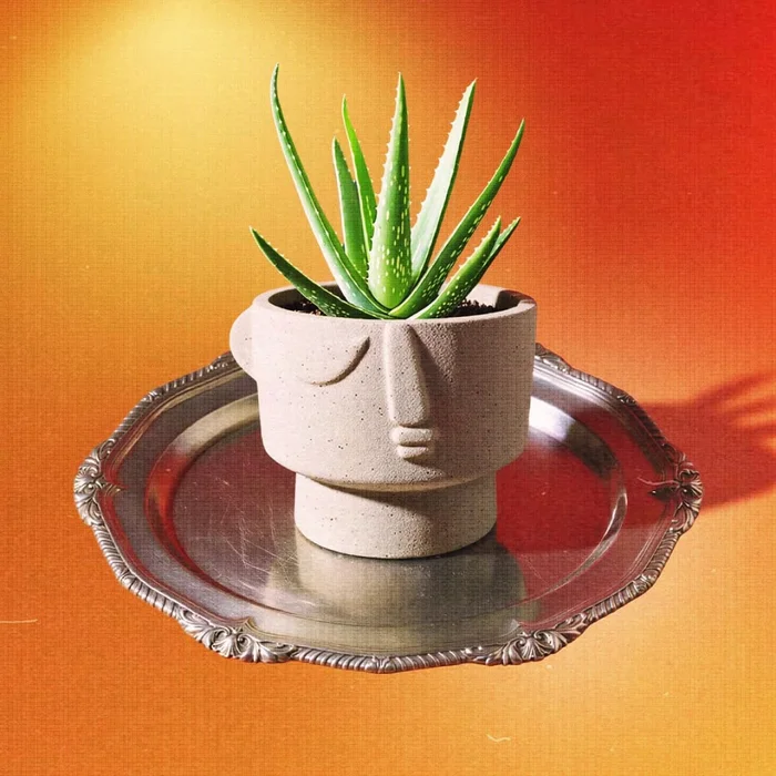 Maceta de cerámica Pórtico - Macetas, Uruguay | Buho Store