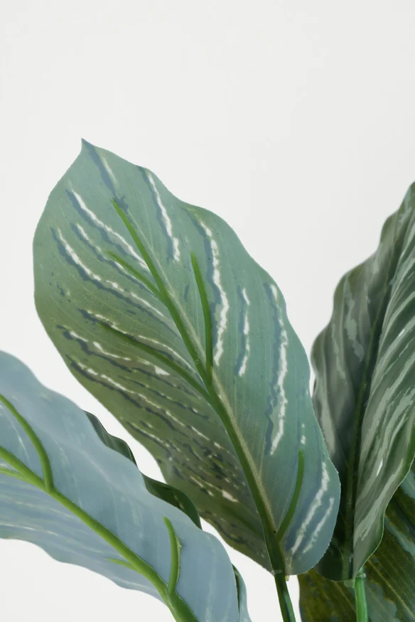 Planta Aglaonema 40cm - Color Unico en Multicolor - Muebles para el exterior, Uruguay | Indian, vista 2