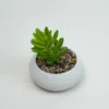 Planta Quovi - Estampado 2 en Multicolor - Decoración, Uruguay | Indian, vista 1 de 2
