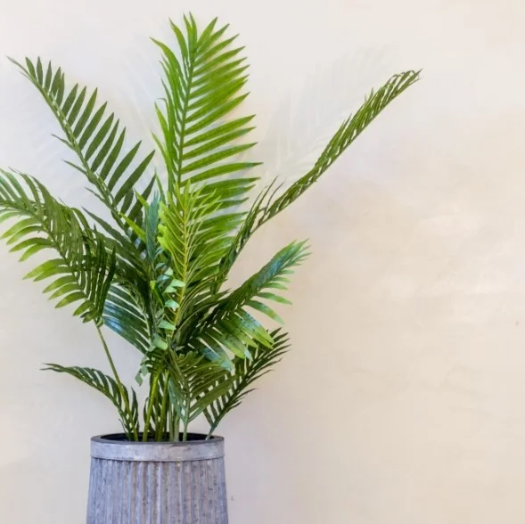 Palmera mediana en Gris - Macetas, Uruguay | De Arcos