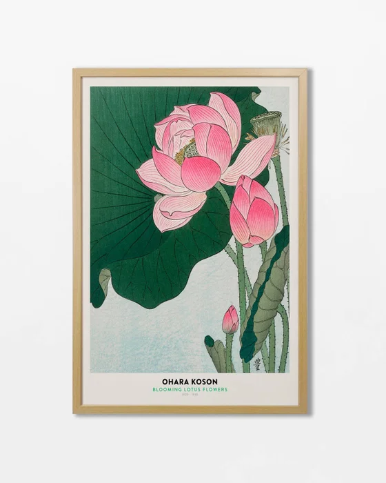 Ohara Koson - Blooming Lotus en Multicolor - Láminas, Uruguay | La Cuadrería