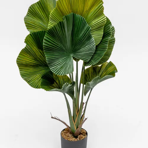 Planta Palmito De Jardín - Color Unico en Multicolor - Muebles para el exterior, Uruguay | Indian