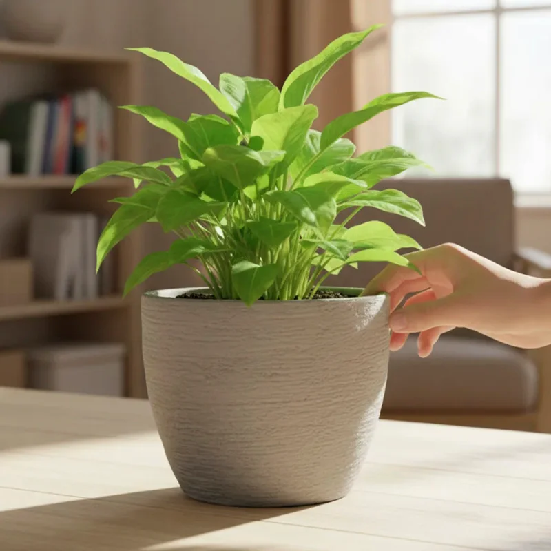 Maceta Saucer mini en por estar expuestas - Macetas, Uruguay | Alta Gracia Deco, vista 5