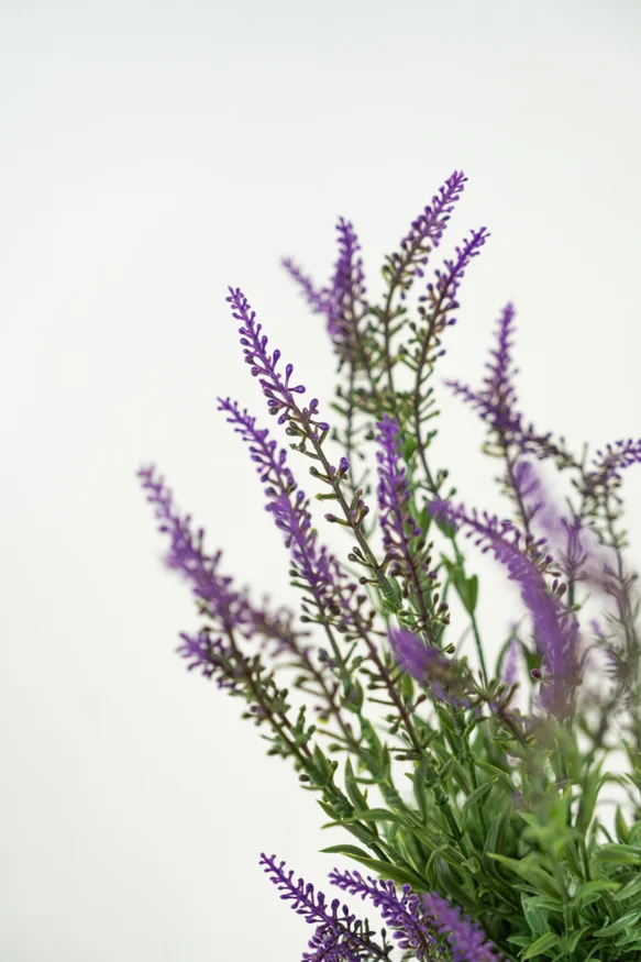 Planta Lavender 48cm - Color Unico en Multicolor - Muebles para el exterior, Uruguay | Indian, vista 2