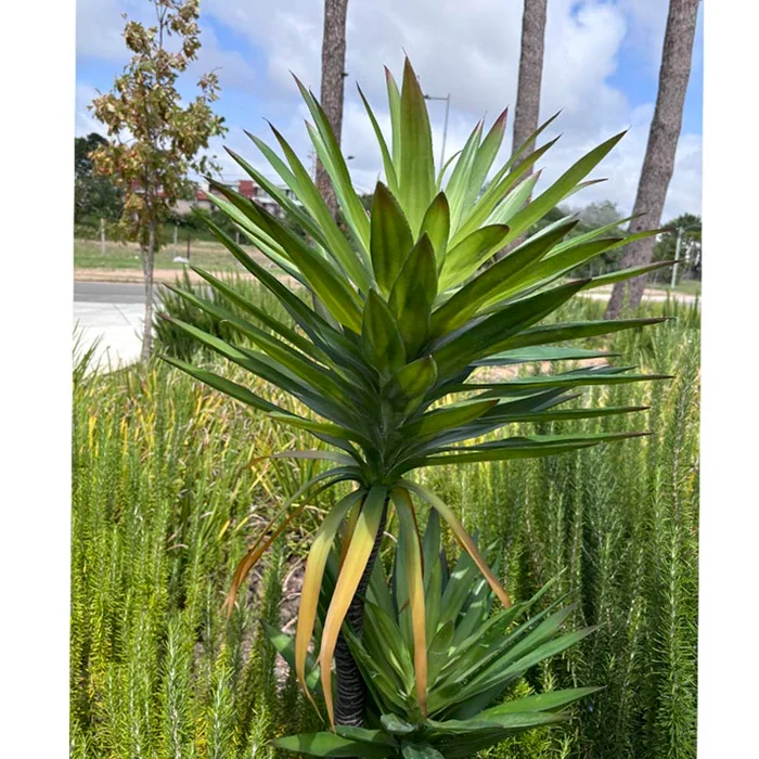 Planta artificial Yucca 165cm en Negro - Macetas, Uruguay | Alta Gracia Deco, vista 4
