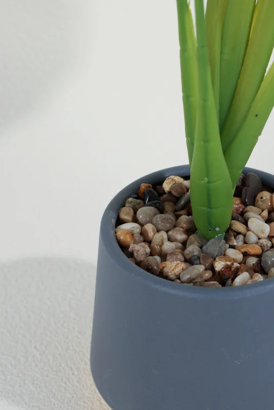 Planta Alocasia 40cm - Color Unico en Multicolor - Muebles para el exterior, Uruguay | Indian, vista 3