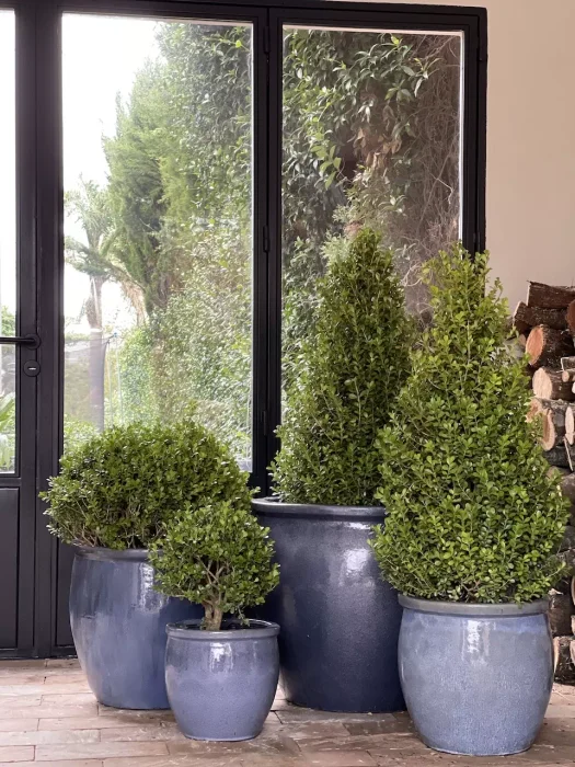 Ross en Lavanda - Macetas, Uruguay | Balcony