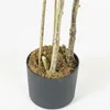 Planta Bambú - Color Unico en Multicolor - Decoración, Uruguay | Indian, vista 3 de 4