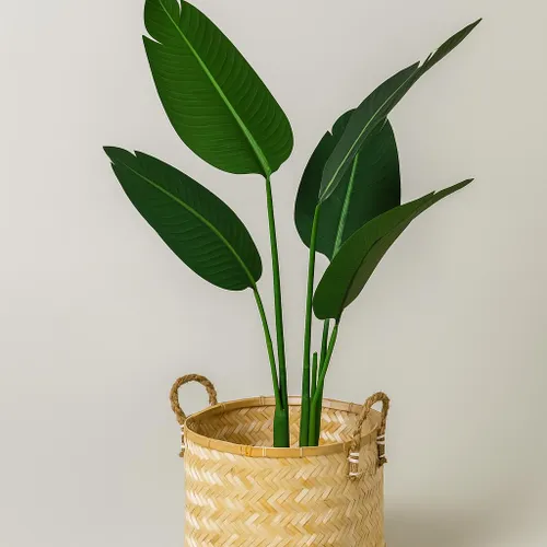 Banano en Negro - Decoración, Uruguay | Indrana