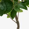 Árbol artificial Ficus con maceta negra 210 cm en Madera natural - Macetas, Uruguay | Kavehome, vista 3 de 5
