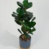 Planta Ficus 40cm - Color Unico en Multicolor - Muebles para el exterior, Uruguay | Indian, vista 4 de 4