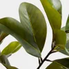 Árbol artificial Magnolia con maceta blanca 160 cm en Multicolor - Macetas, Uruguay | Kavehome, vista 4 de 5