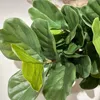 Ficus Lirata en Negro - Decoración, Uruguay | Indrana, vista 2 de 2