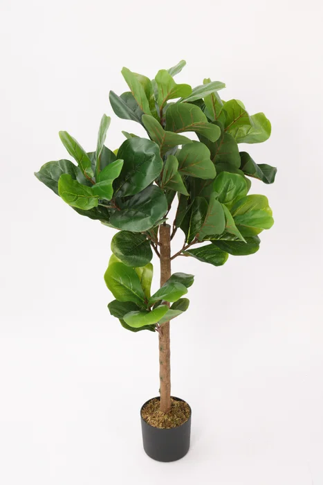 Planta Ficus Lira 110cm - Color Unico en Multicolor, Uruguay | Indian, vista 3