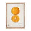 Cuadro Citric - Orange en Blanco, Naranja, Natural - Decoración de pared, Uruguay | Walnut, vista 2 de 2