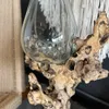 Jarrón de vidrio con base de raíz – Diámentro 25cm - Decoración, Uruguay | Balihai, vista 3 de 3