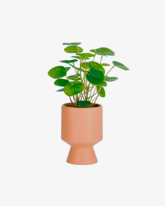 Planta artificial Bailey con maceta de cerámica rosa 21,6 cm en Rosa - Macetas, Uruguay | Kavehome