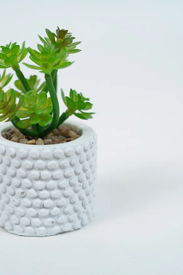 Planta Suculenta 691 Mini, Mix - Color Unico en Multicolor - Muebles para el exterior, Uruguay | Indian, vista 2