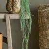 Planta de Tilandsia - Decoración, Uruguay | Martinika Deco, vista 1 de 6