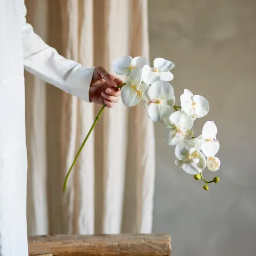 Tallo Orquídea blanco - Decoración, Uruguay | Martinika Deco