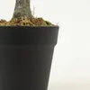 Planta White Grass 70cm - Color Unico en Multicolor - Muebles para el exterior, Uruguay | Indian, vista 3 de 4