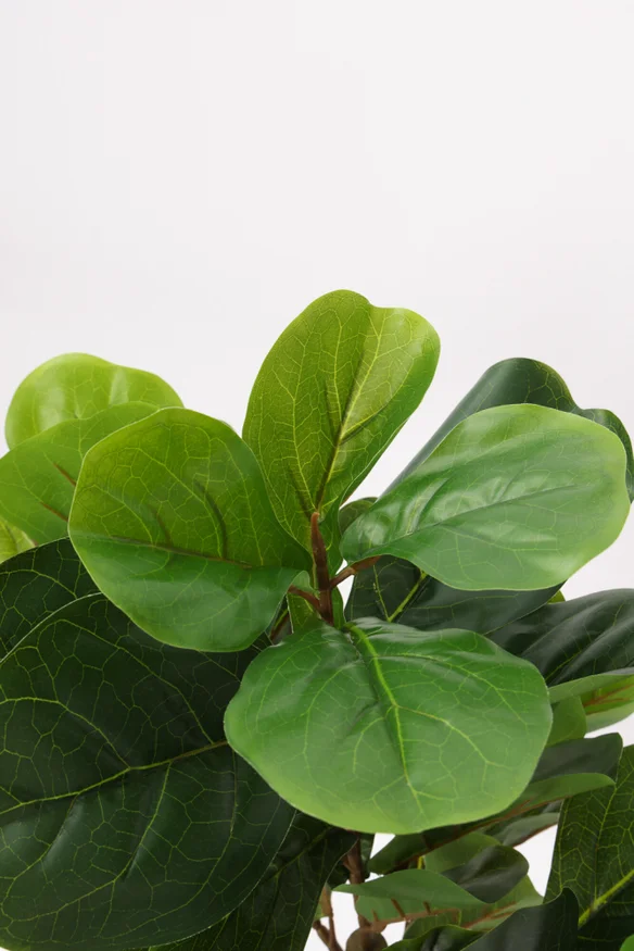 Planta Ficus Lira 110cm - Color Unico en Multicolor, Uruguay | Indian, vista 2