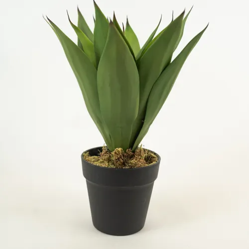 Planta Yucca 35cm - Color Unico en Multicolor - Muebles para el exterior, Uruguay | Indian