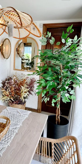 Ficus Disciplinado en Negro - Decoración, Uruguay | Indrana