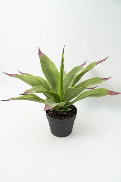 Planta Gasteria - Color Unico en Multicolor - Decoración, Uruguay | Indian
