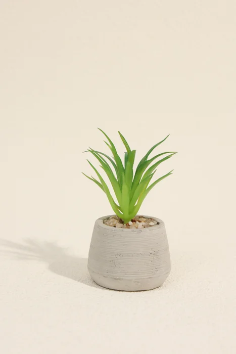 Planta Suculenta 694 Mini, Mix - Color Unico en Multicolor - Muebles para el exterior, Uruguay | Indian