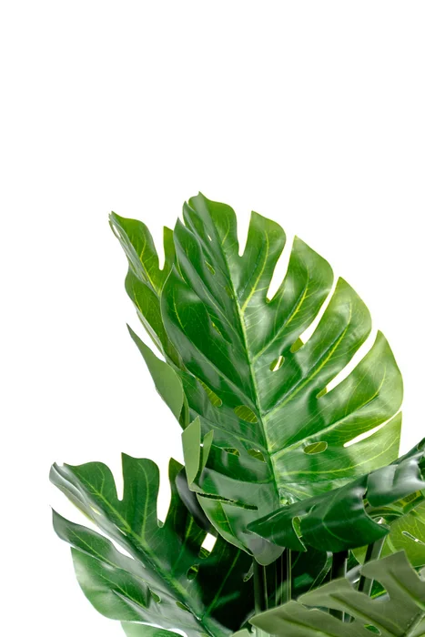 Planta Monstera 85cm - Color Unico en Multicolor - Muebles para el exterior, Uruguay | Indian, vista 2