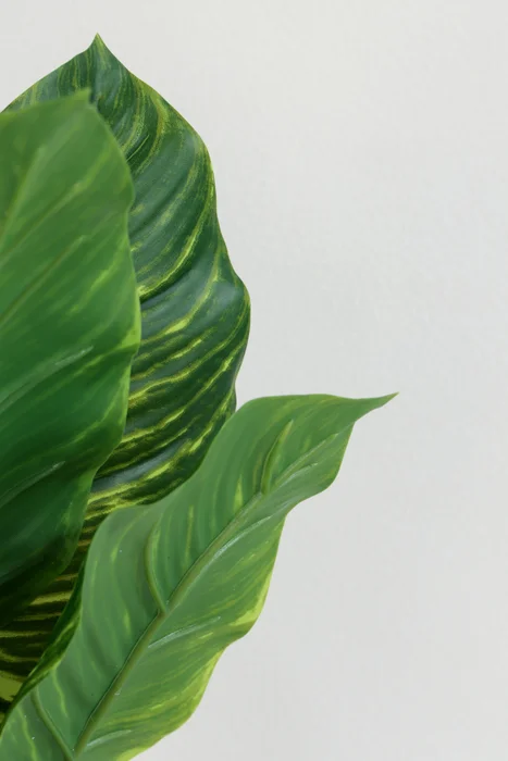 Planta Alocasia 40cm - Color Unico en Multicolor - Muebles para el exterior, Uruguay | Indian, vista 2