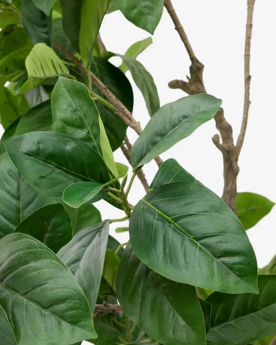 Árbol artificial Ficus con maceta negra 210 cm en Madera natural - Macetas, Uruguay | Kavehome, vista 2