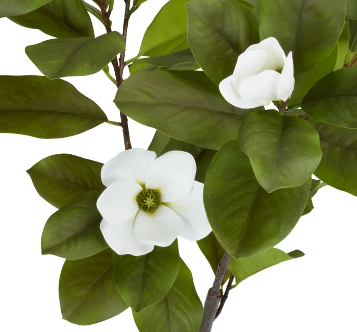 Planta artificial SPINDEL A120cm magnolia en Verde - Muebles para el exterior, Uruguay | JYSK, vista 3