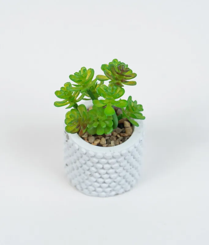 Planta Suculenta 691 Mini, Mix - Color Unico en Multicolor - Muebles para el exterior, Uruguay | Indian