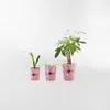 MACETERO FRIDA Rosa Small - Decoración, Uruguay | Viasono, vista 3 de 3