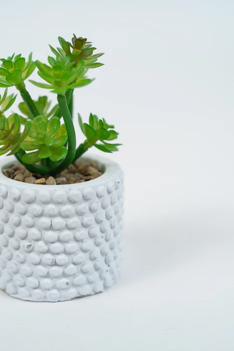 Planta Suculenta 691 Mini, Mix - Color Unico en Multicolor - Muebles para el exterior, Uruguay | Indian, vista 2