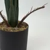 Planta Alocasia Gageana - Color Unico en Multicolor - Muebles para el exterior, Uruguay | Indian, vista 3 de 4