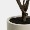 Árbol artificial Rhus con maceta blanca 185 cm en Blanco - Macetas, Uruguay | Kavehome, vista 4 de 6
