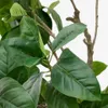 Árbol artificial Ficus con maceta negra 210 cm en Madera natural - Macetas, Uruguay | Kavehome, vista 2 de 5