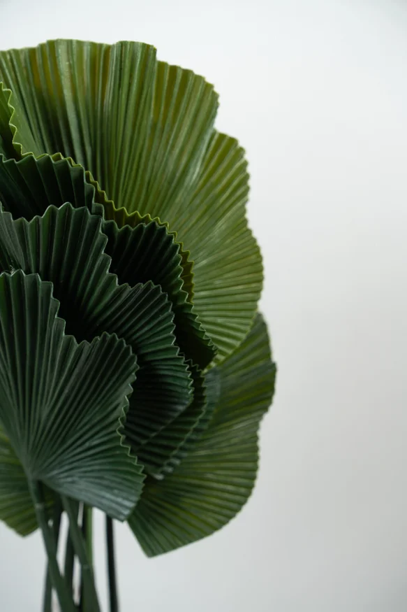 Planta Alocasia Gageana - Color Unico en Multicolor - Muebles para el exterior, Uruguay | Indian, vista 2
