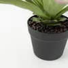 Planta Gasteria - Color Unico en Multicolor - Decoración, Uruguay | Indian, vista 2 de 4