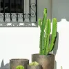 Kate Bronce - Macetas, Uruguay | Balcony, vista 8 de 11