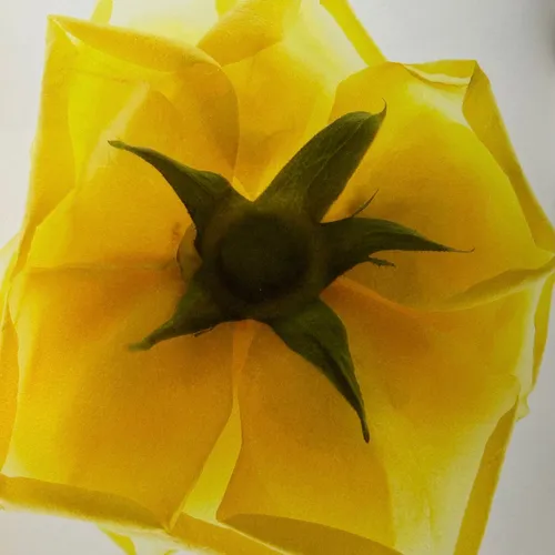 Yellow floral en Amarillo - Láminas, Uruguay | Mara Estudio