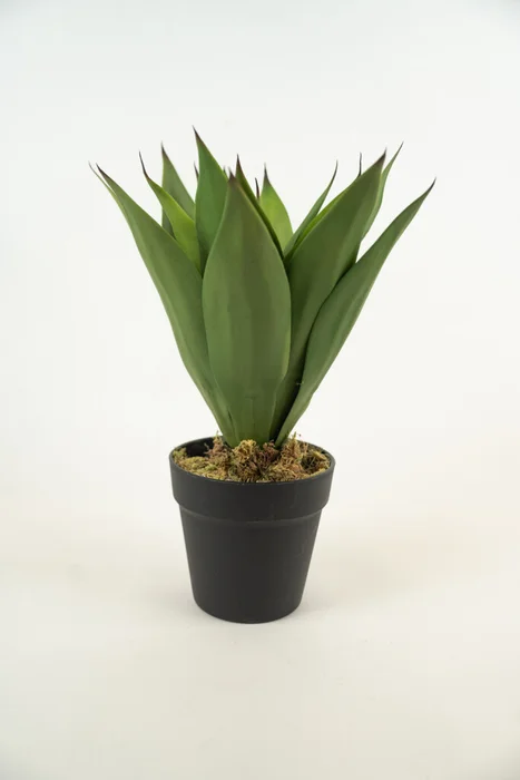 Planta Yucca 35cm - Color Unico en Multicolor - Muebles para el exterior, Uruguay | Indian