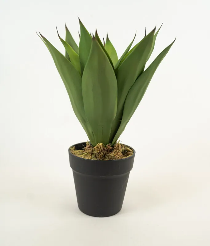 Planta Yucca 35cm - Color Unico en Multicolor - Muebles para el exterior, Uruguay | Indian