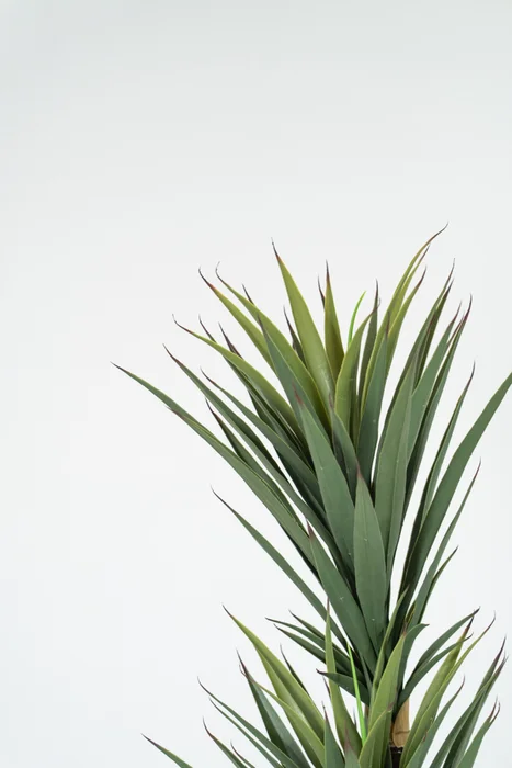 Planta Yucca 150cm - Color Unico en Multicolor - Muebles para el exterior, Uruguay | Indian, vista 2