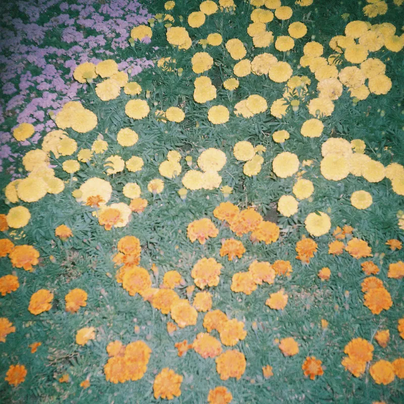 Flores 1 - Láminas, Uruguay | Mara Estudio