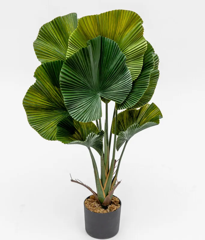 Planta Palmito De Jardín - Color Unico en Multicolor - Muebles para el exterior, Uruguay | Indian