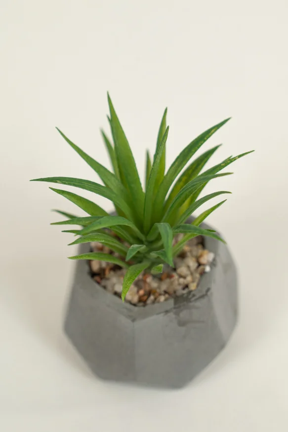 Planta Suculenta 696 Mini, Mix - Color Unico en Multicolor - Muebles para el exterior, Uruguay | Indian, vista 2
